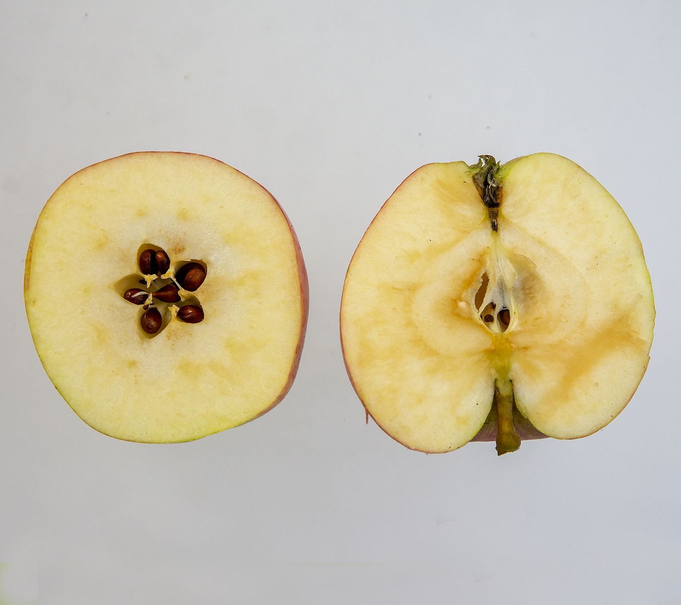 Major Cider Apple